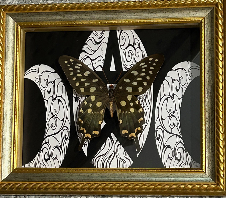 Papilio antenor moon gold frame ( special )