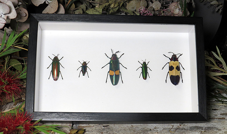 Jewel beetle