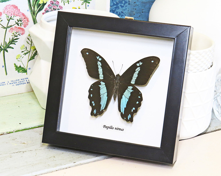 Real butterfly frame Papilio nireus Bits & Bugs 