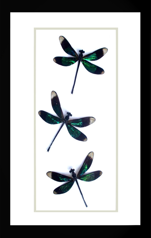 Dragonfly Calopteryx virgo  Bits and Bugs 