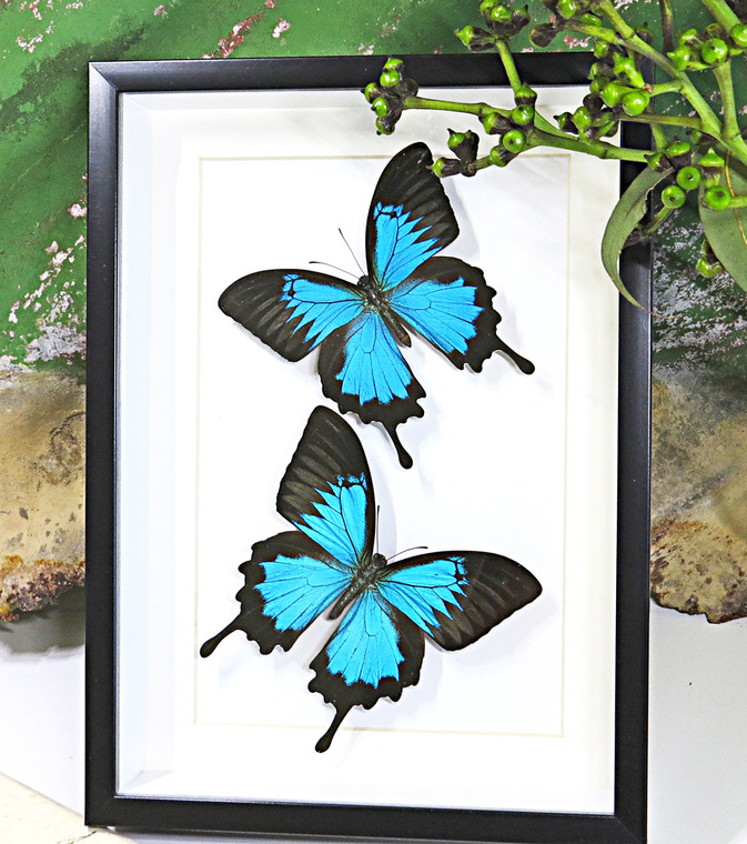 Australian butterfly Bits & Bugs Papilio ulysses