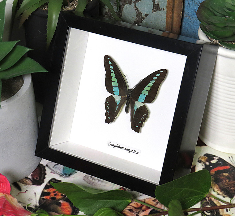 Graphium sarpedon