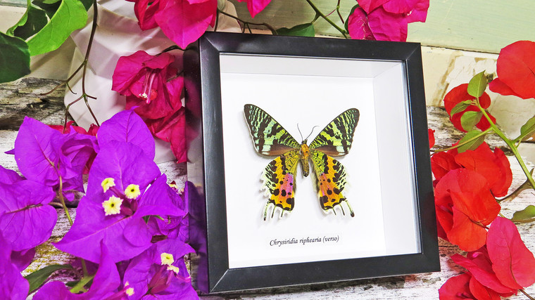Sunset moth framed Chrysiridia rhipheus  Bits&Bugs 