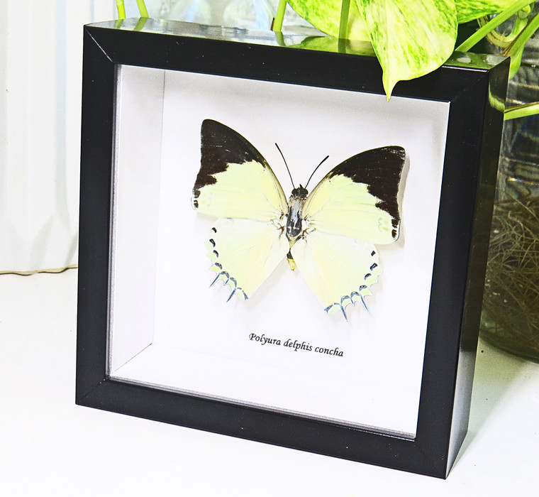 Polyura delphis concha viso # 1 ( special )