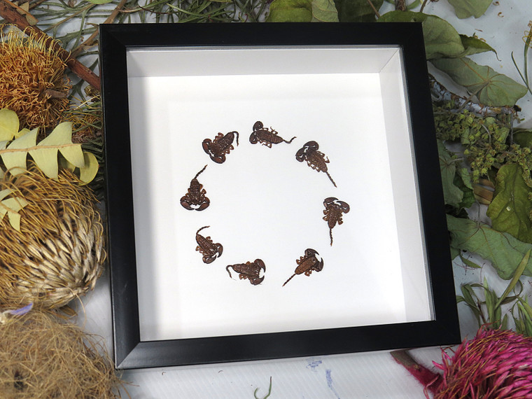 Scorpion  circle