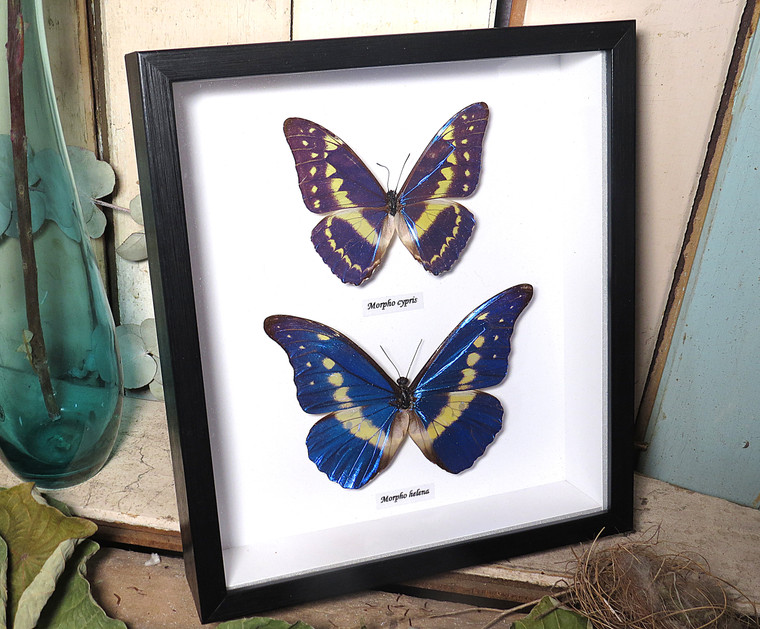  Morpho helena Morpho cypris 