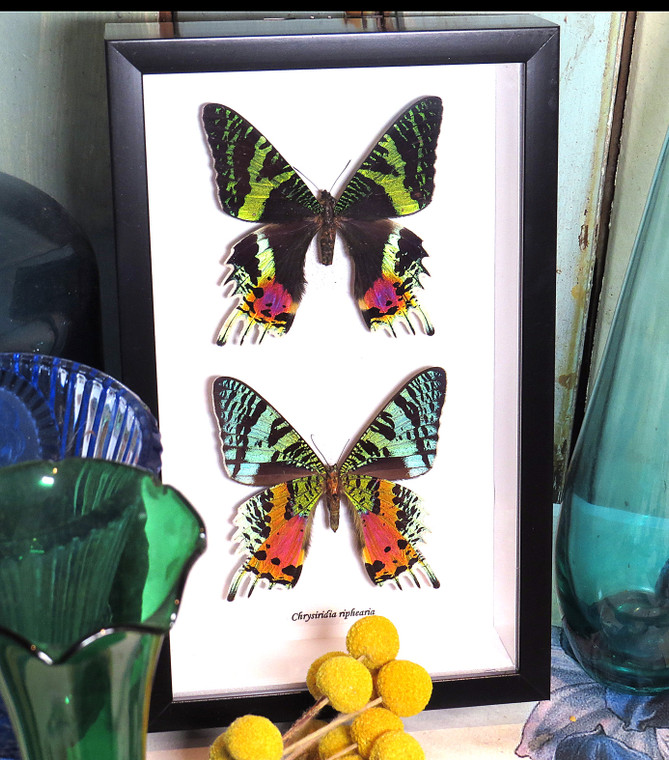 Chrysiridia rhiphaeria