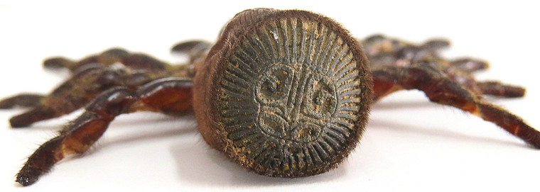 Cyclocosmia ricketti Hourglass Trapdoor Spider