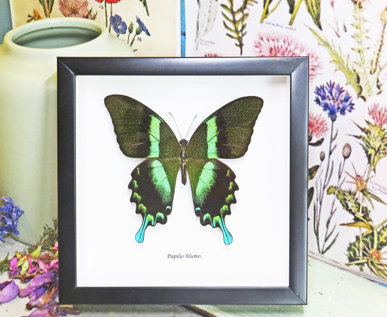 home decor design taxidermy butterfly for sale Papilio blumei Bits & Bugs