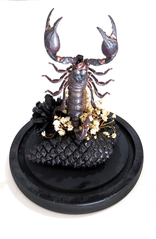 Dome # 26 Scorpion( LOCAL PICKUP ONLY ) 