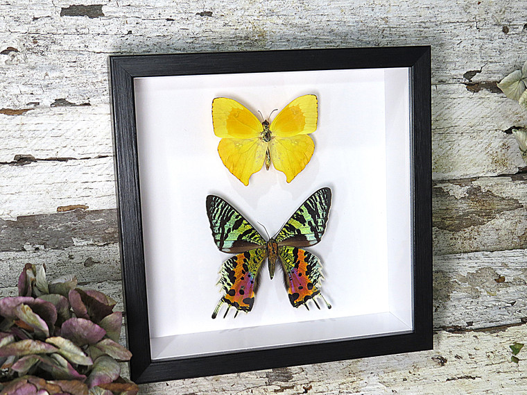 Chrysiridia ripheus + Phoebis rurina