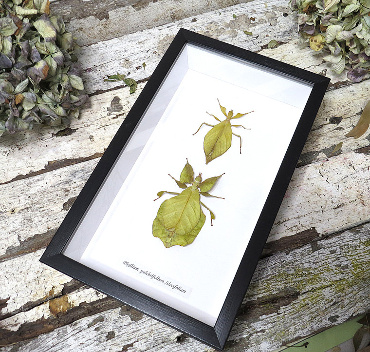  Phyllium pulchrifolium + Phyllium siccifolium