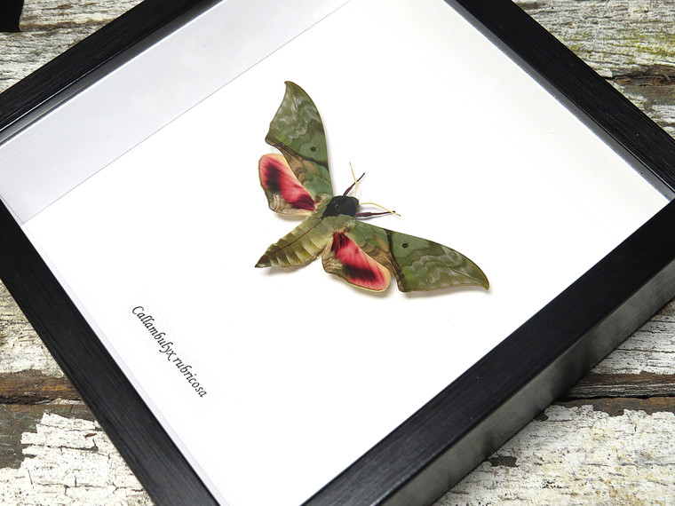 Callambulyx rubricosa