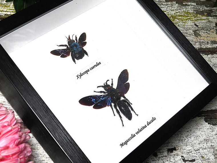  Xylocopa caerulea + Megascolia velutina ducalis 