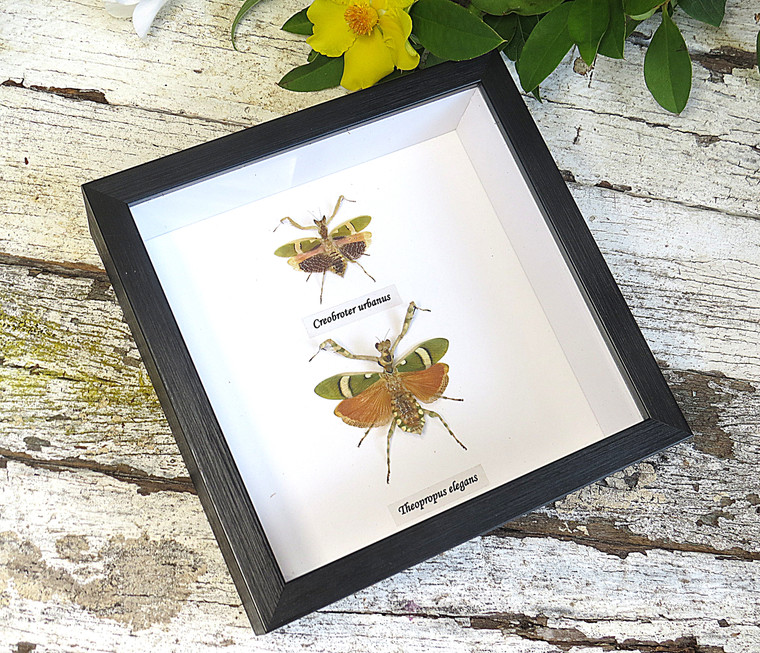 Theopropus elegans + Creobroter urbanus