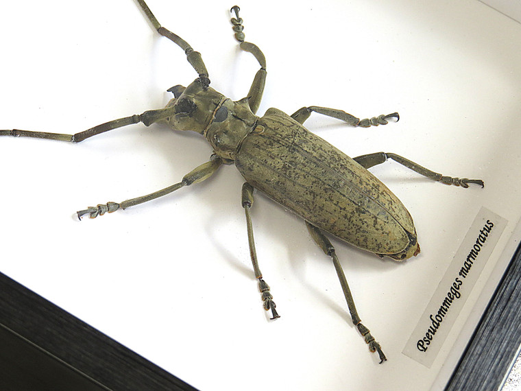 Pseudommeges marmoratus