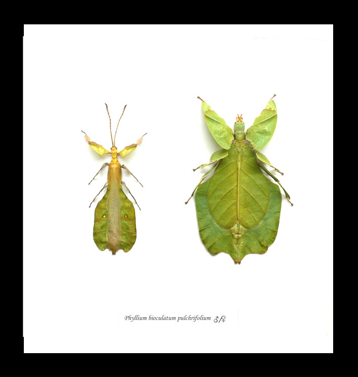 Leaf insect Phyllium bioculatum pulchrifolium Bits & Bugs 
