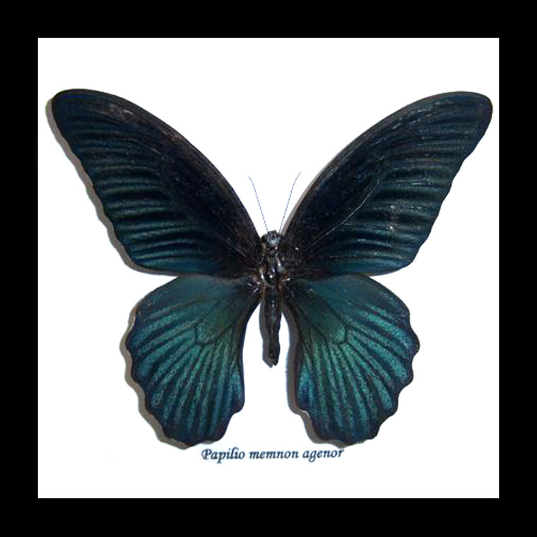 Papilio memnon agenor #2( special )