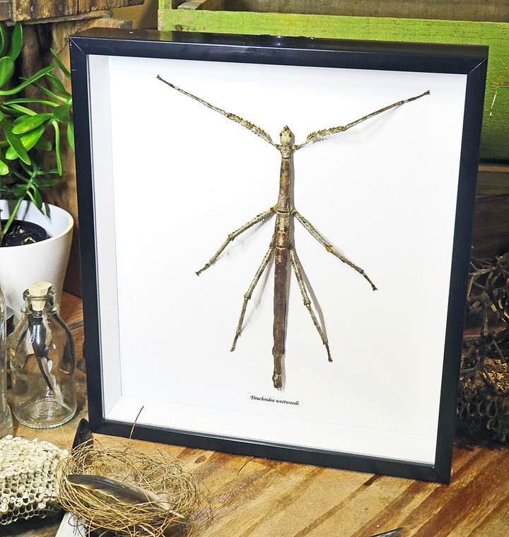  Tirachoidea westwoodii  female XXL # 2 ( special )