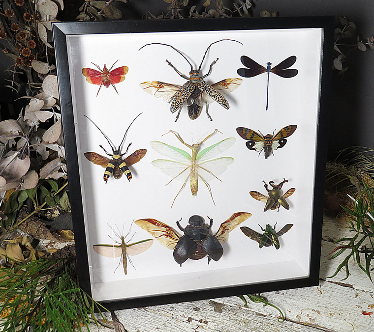 Beetle combination variation 3