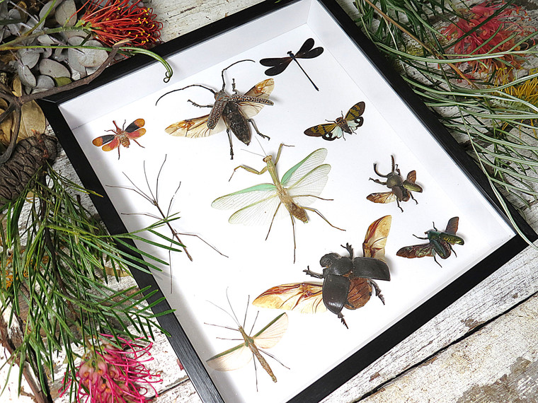 Beetle combination variation 4