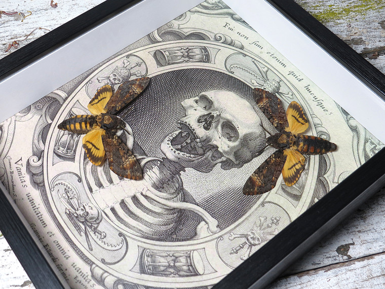  Acherontia atropos aka Death's-head double