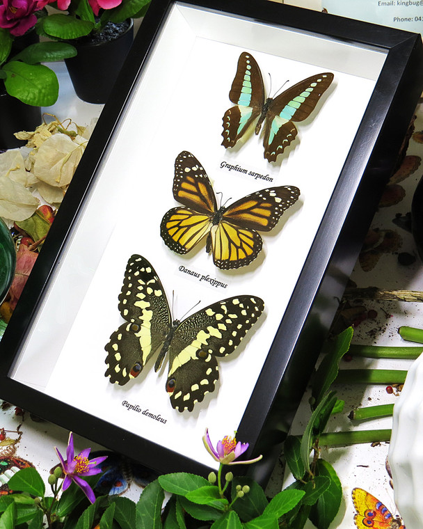 Australian framed butterfly  Bits & Bugs Graphium sarpedon,Danaus plexippus,papilio demoleus