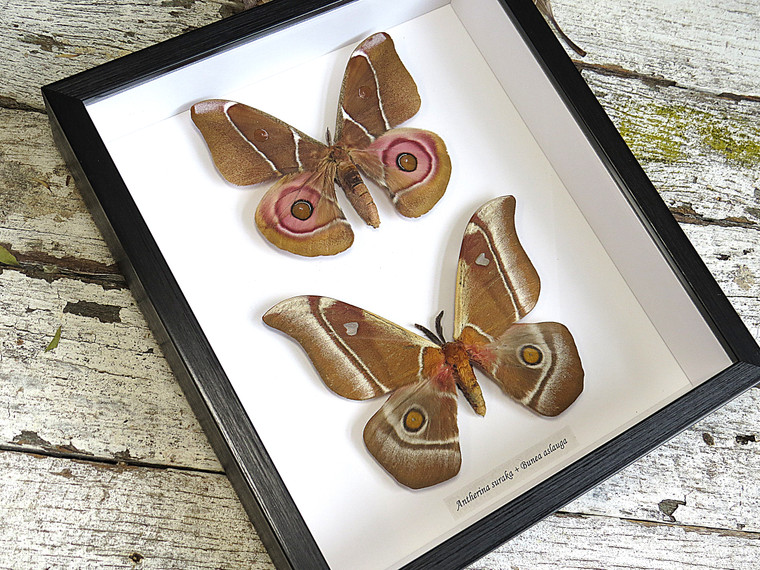 Bunaea aslauga + Antherina suraka