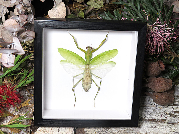 Hierodula membranacea