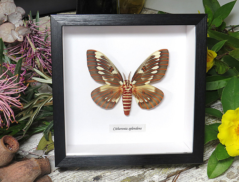  Citheronia splendens 