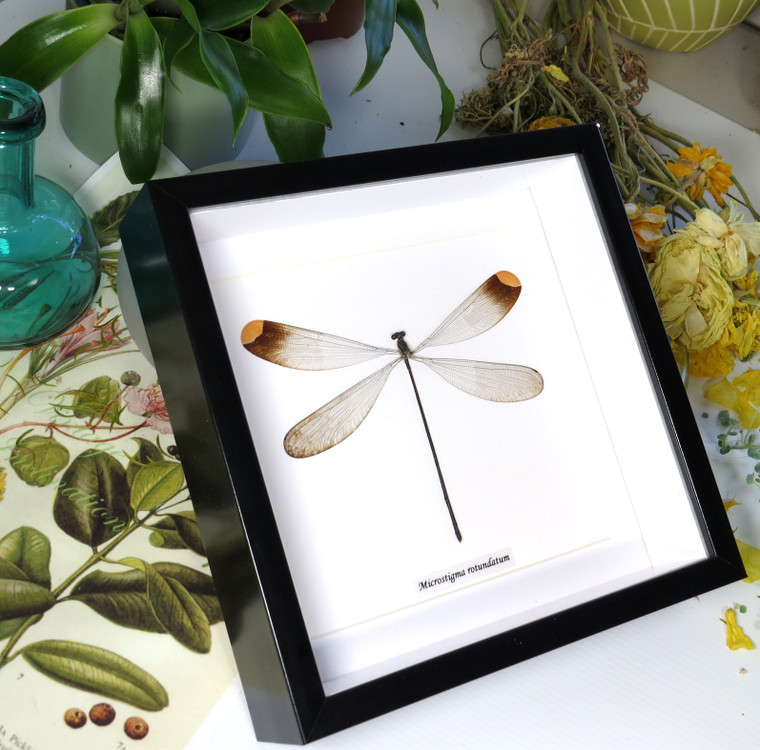  Microstigma rotundatum 