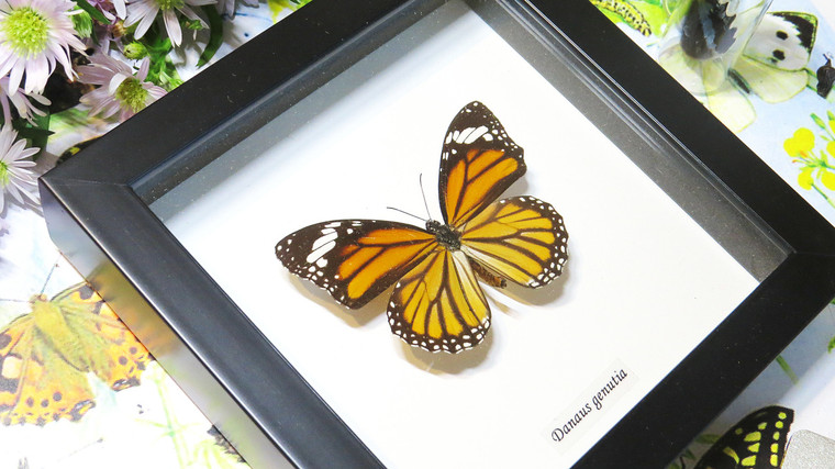 Real Butterfly in shadowbox Danaus genutia Bits&Bugs 