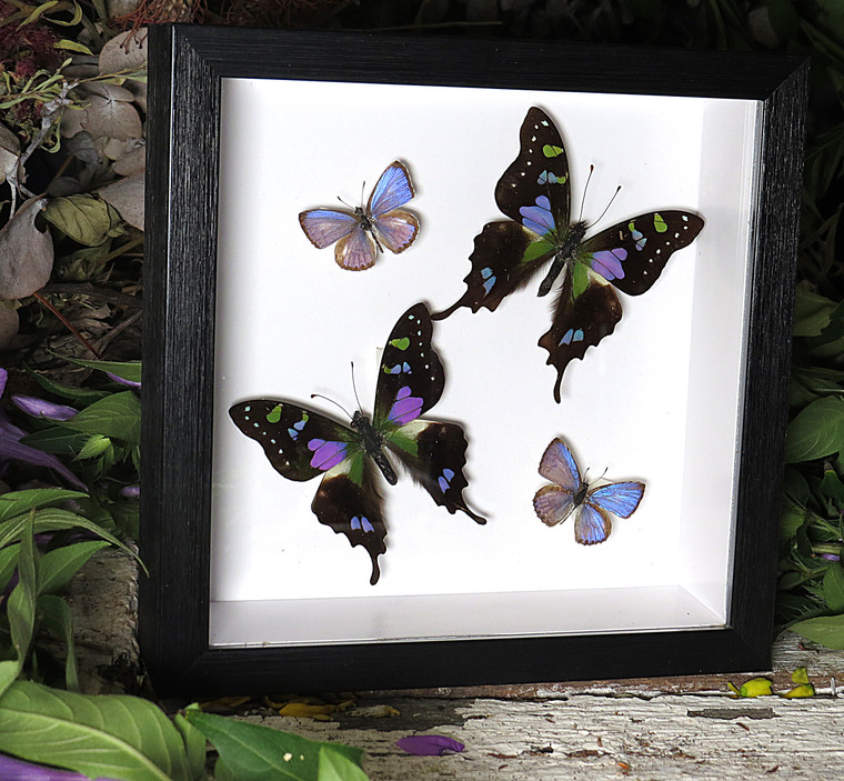 Graphium weiskei