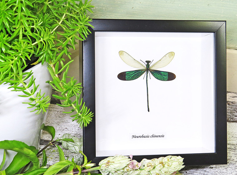 Dragonflies Neurobasis chinensis  Bits and Bugs 