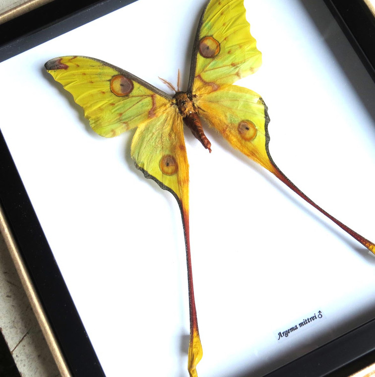 Moth Argema mittrei Bits & Bugs 