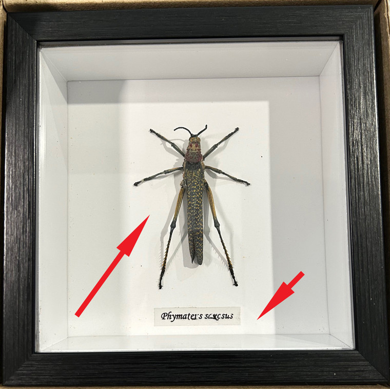 Phymateus saxosus # A3 ( special )