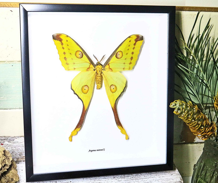 Framed moth Argema mittrei Bits and Bugs