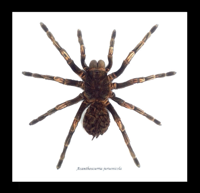spider arachnid insect Acanthoscurria juruenicola  Bits & Bugs  