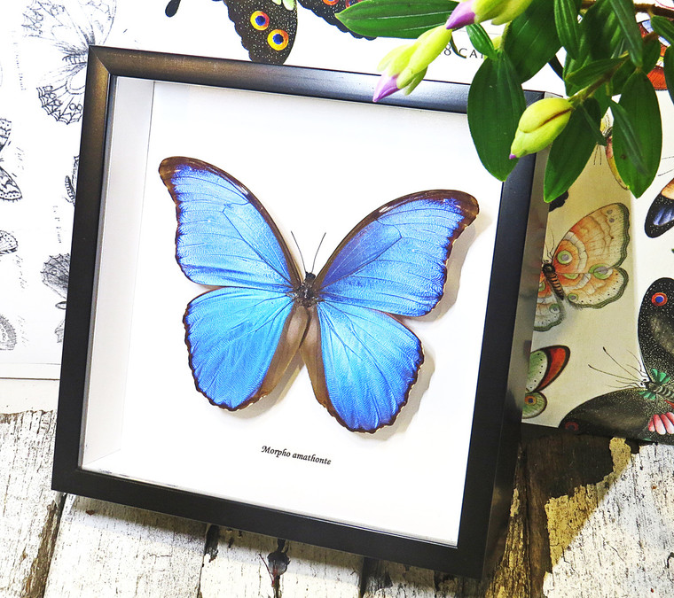 home decor design taxidermy butterfly for sale Morpho amathonte Bits & Bugs