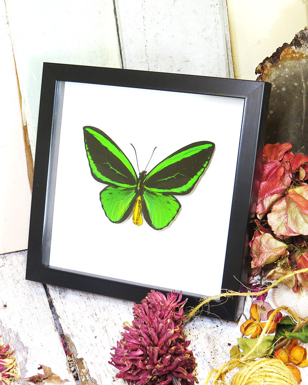 Ornithoptera priamus poseidon