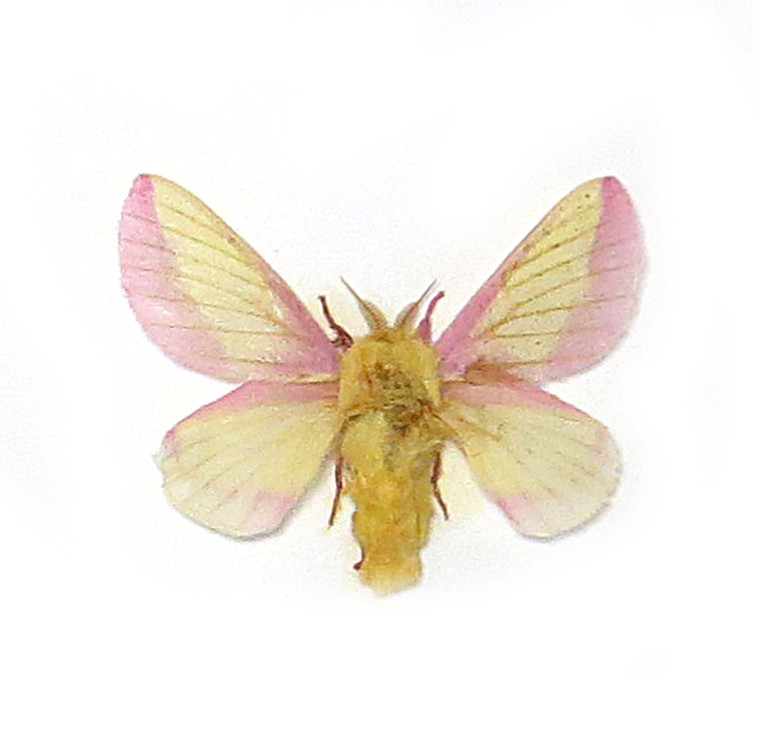Dryocampa rubicunda