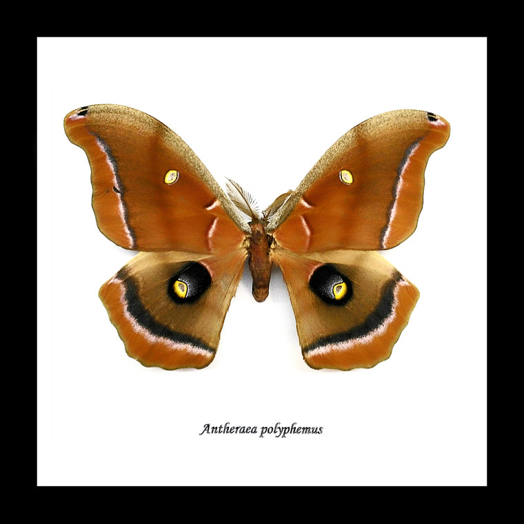 Moths saturnids for sale  Australia  Bits & Bugs Antheraea polyphemus 