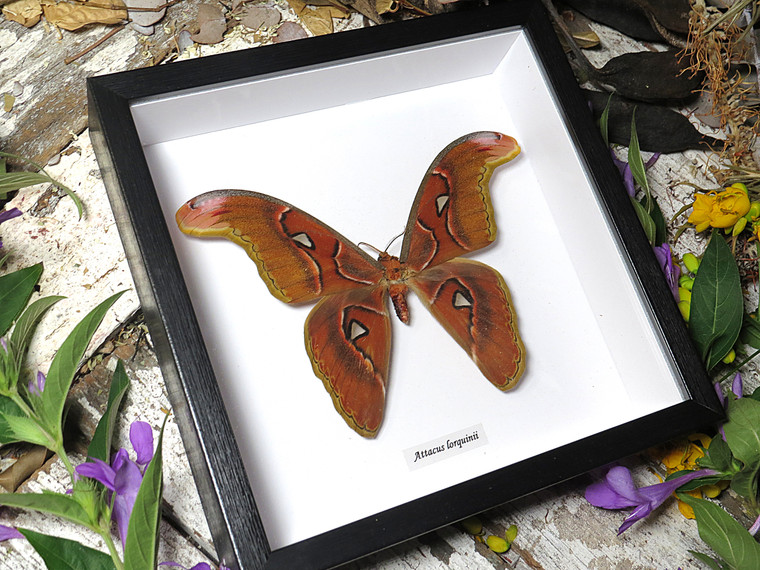 Attacus lorquinii male