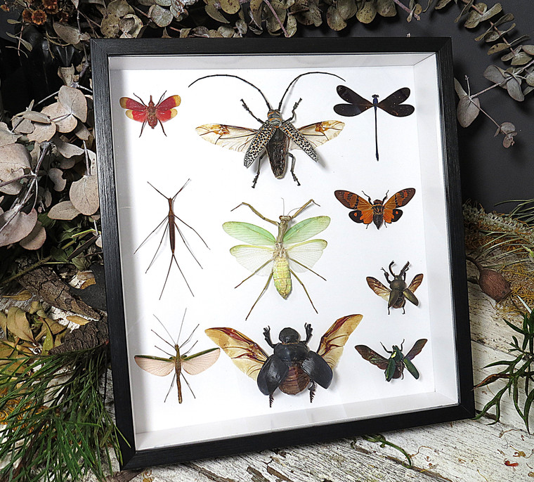  Beetle combination variation 2 ( special )