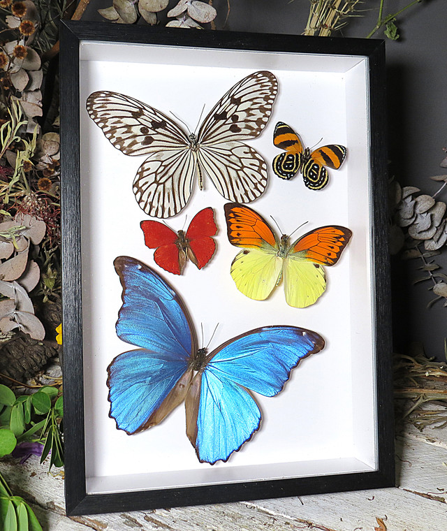 Morpho amathonte, Callicore sp., Phoebis rurina, Hebomoia leucippe , Cymothoe sangaris