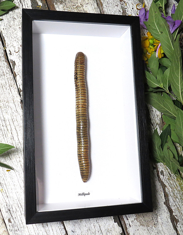 Millipede