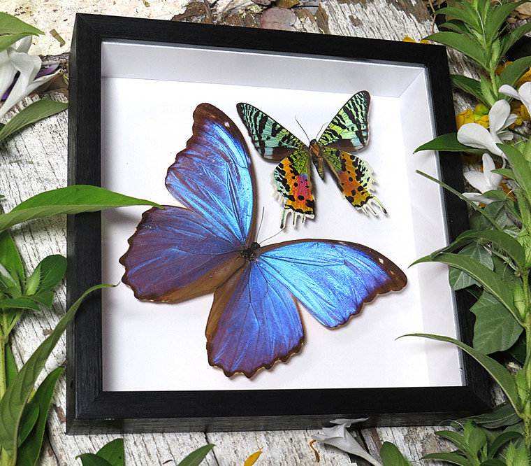 Morpho amathonte + Chrysiridia riphaeria