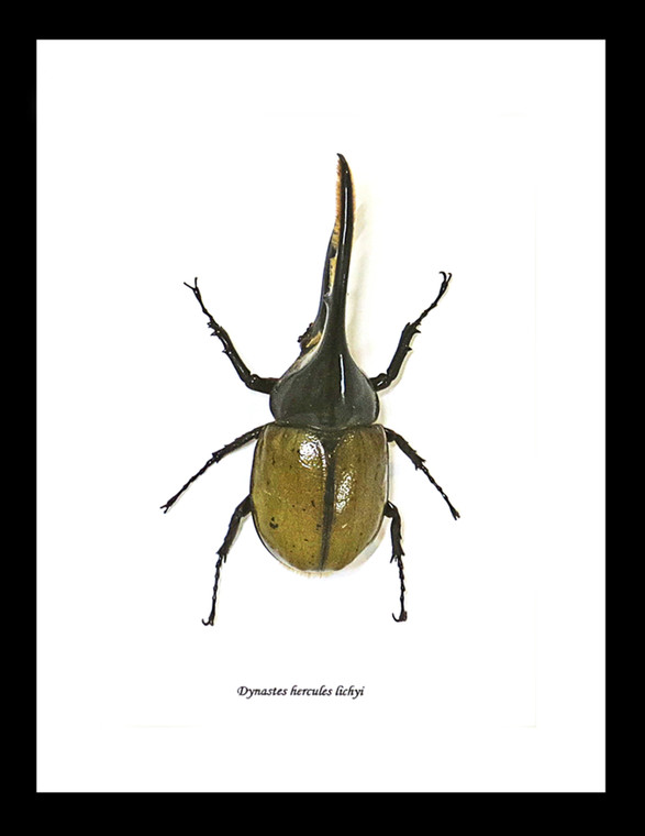 Dynastes hercules 