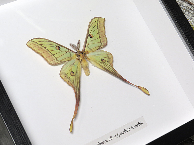  Actias hybrid moth # 1 ( special )