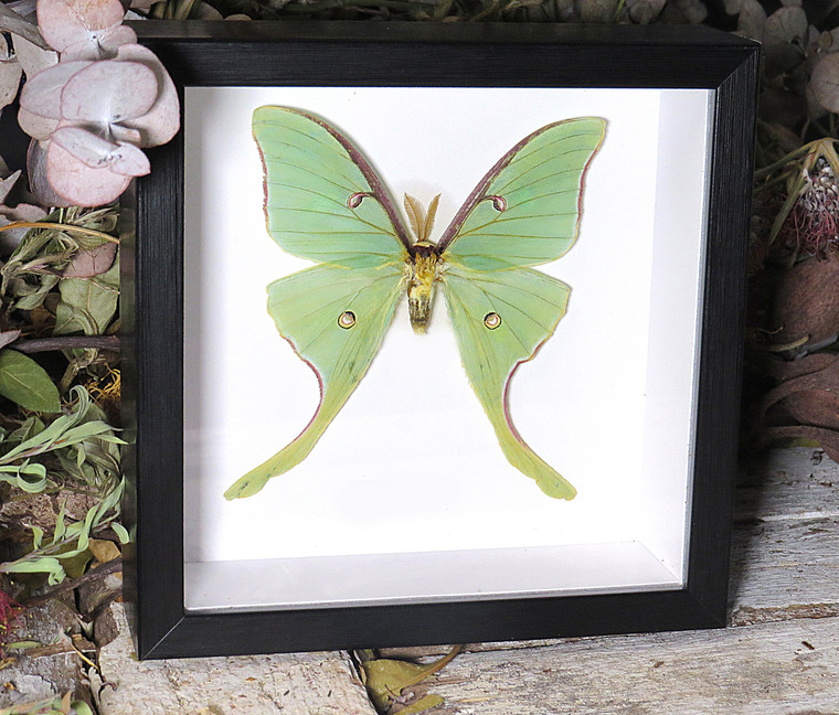 Actias luna